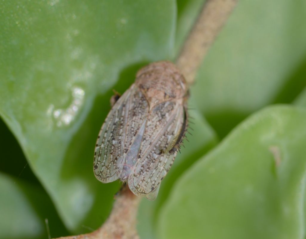 Cicadellidae: Selenocephalus cfr. obsoletus  da confermare